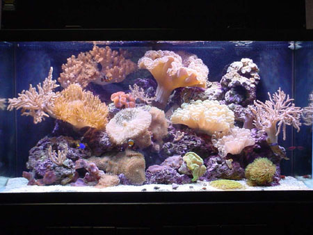 120g Reef