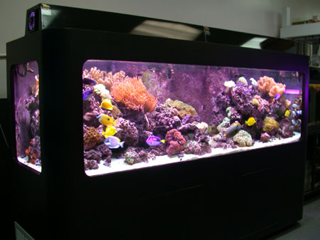 300g Reef